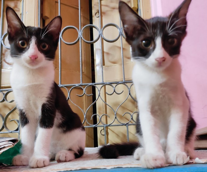 Do you foster animals?