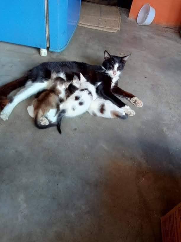 Do you foster animals?