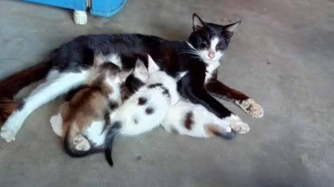 Do you foster animals?