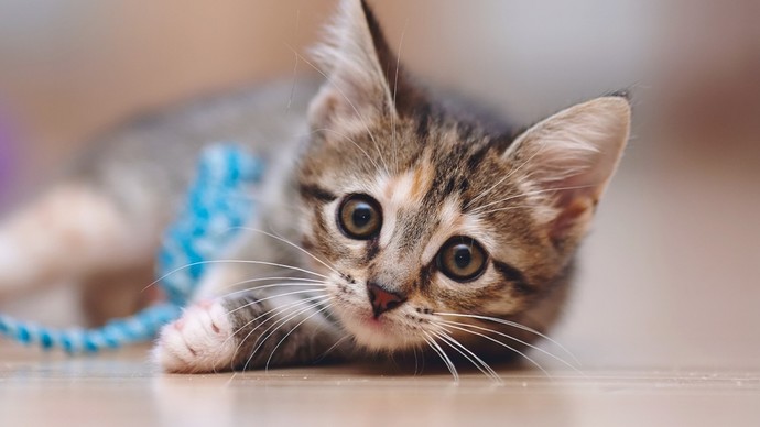 Have you ever looked at the cats and felt so sick?