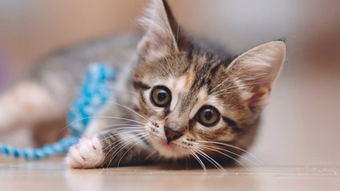 Have you ever looked at the cats and felt so sick?