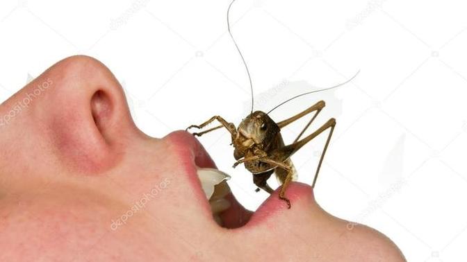 If you could find out how many bugs you have swallowed in your entire life would you want to know?