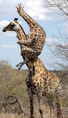 Did you know a giraffes long neck is for carrying their young?