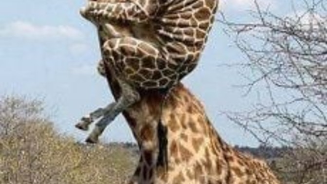 Did you know a giraffes long neck is for carrying their young?