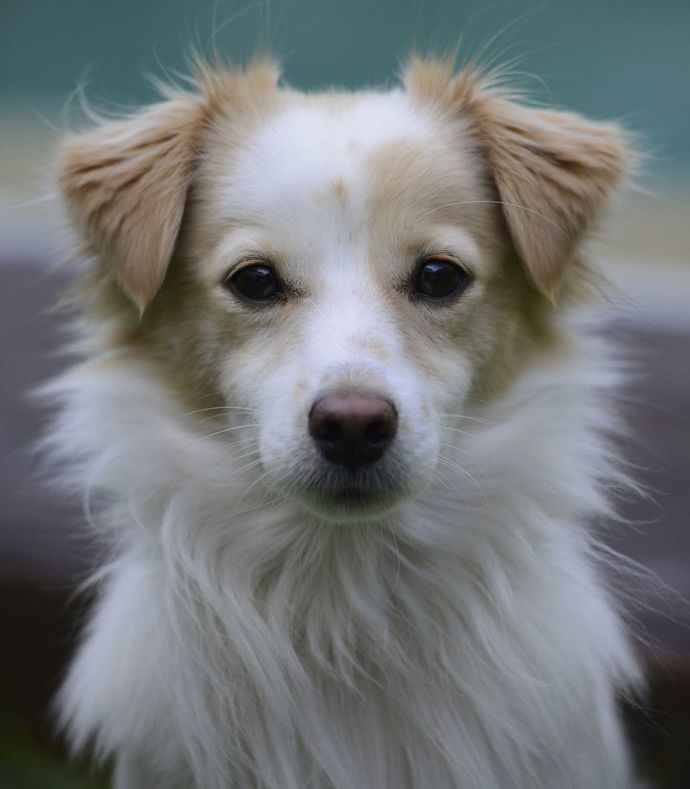 Is my dog cute?