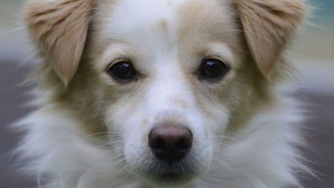 Is my dog cute?