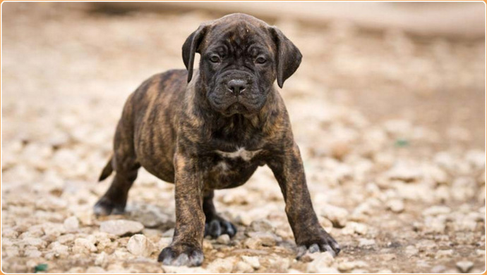 Is a Canary Mastiff (Presa Canario) a very hard dog?