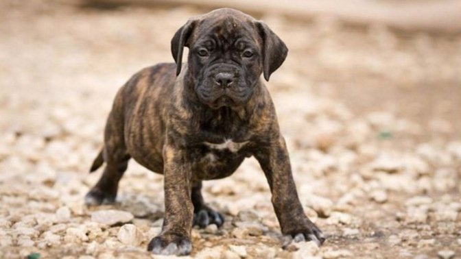 Is a Canary Mastiff (Presa Canario) a very hard dog?