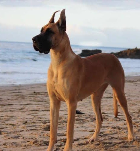 What Kind of Dog is Scooby Doo?