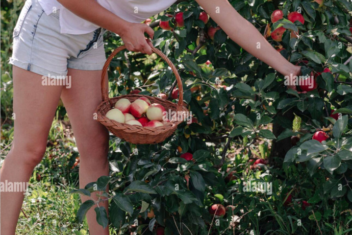 Picking apples on a hot day.