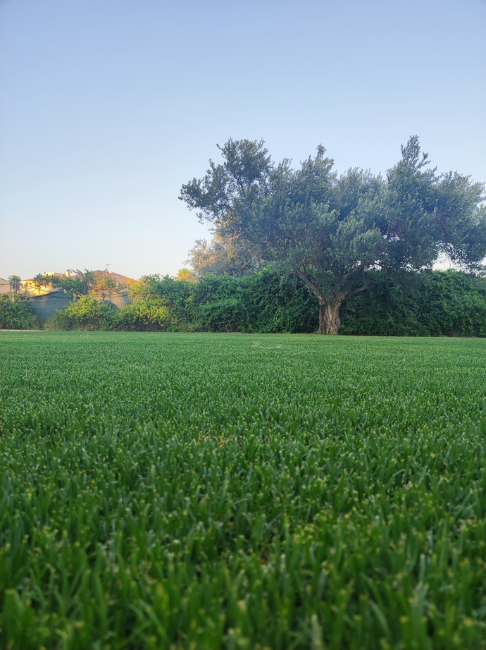 Do you like lying down on grass?