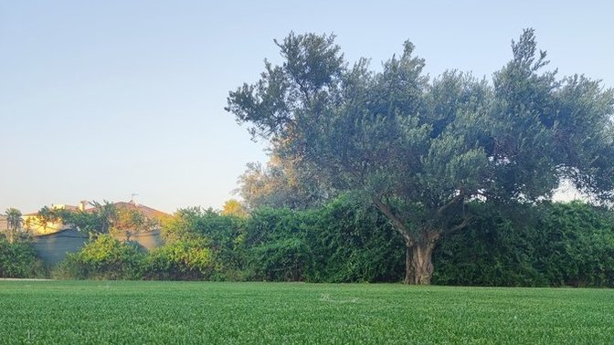Do you like lying down on grass?