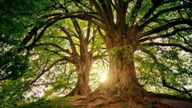 If you died and were to be reincarnated as anything, what would you choose?
