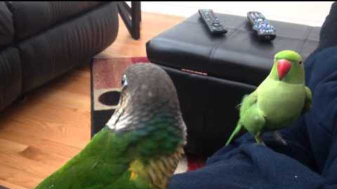 Do you ever play peak-a-boo with your pets?