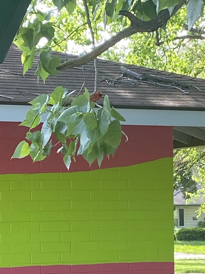 Cardinal in a tree