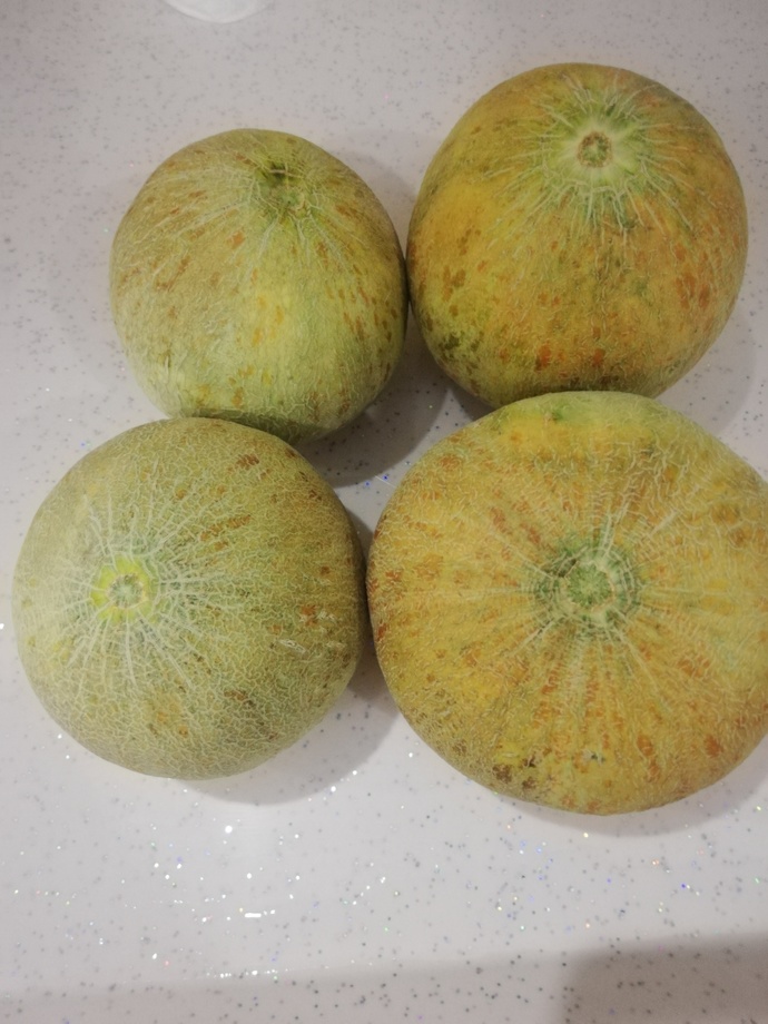 Hey what do you liken the melons 🍈 in the Pic below? Why are they so small? What kind of melons are these?