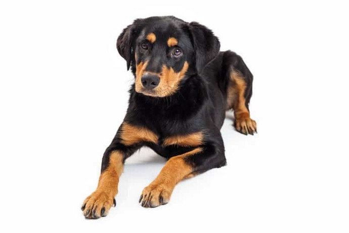 Do you have a favorite breed of dog?