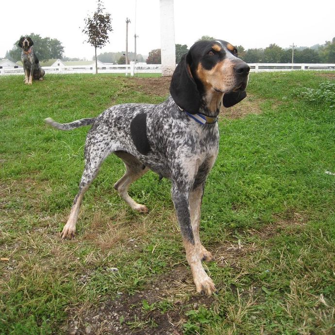 Do you have a favorite breed of dog?