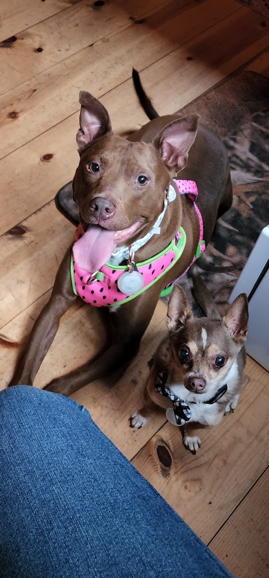 Do you have a favorite breed of dog?