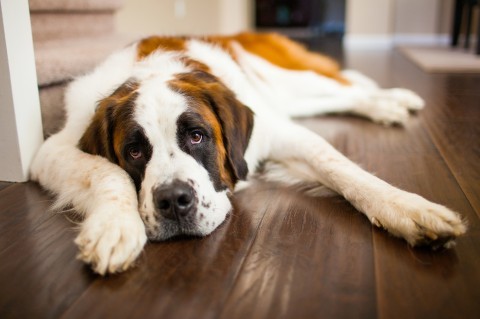 Do you have a favorite breed of dog?