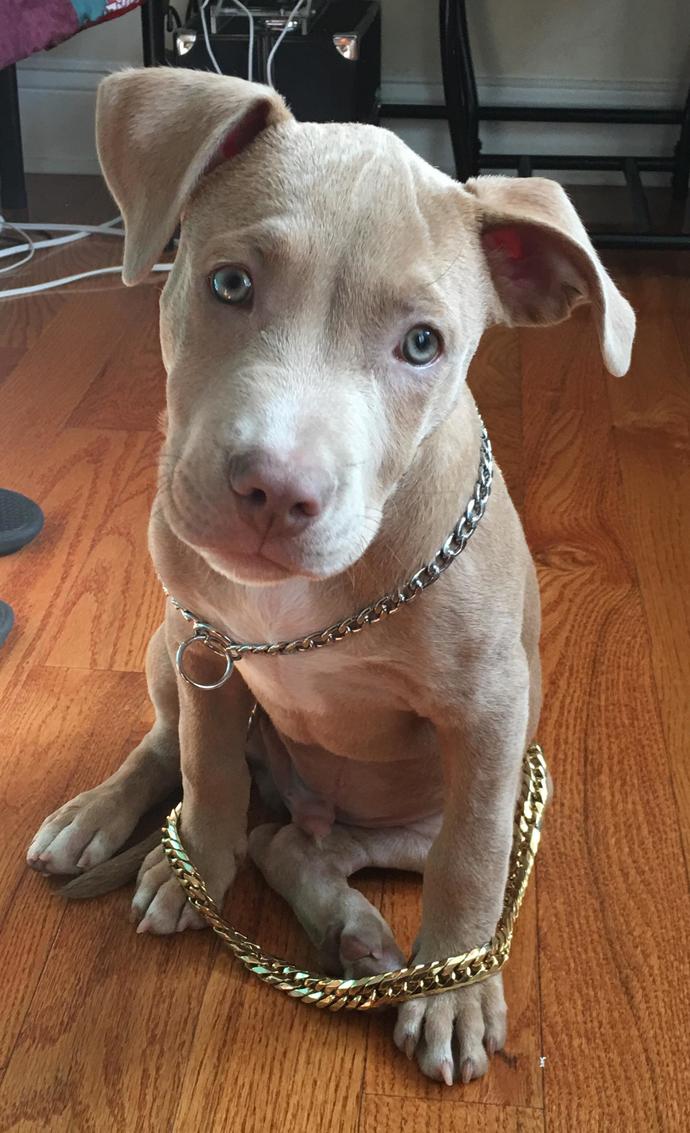 Do you have a favorite breed of dog?