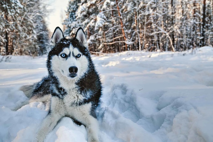 Do you have a favorite breed of dog?