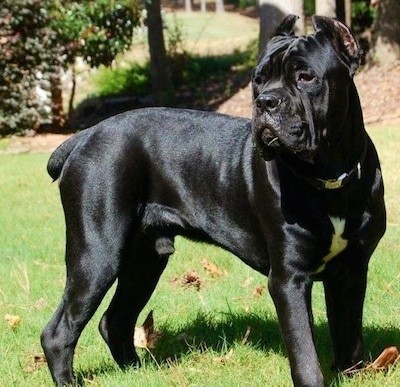 Do you have a favorite breed of dog?