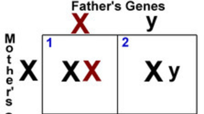 Did both of my parents lie intentionally or did my mom cheat?