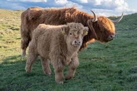 Do you think fluffy cows are adorable?