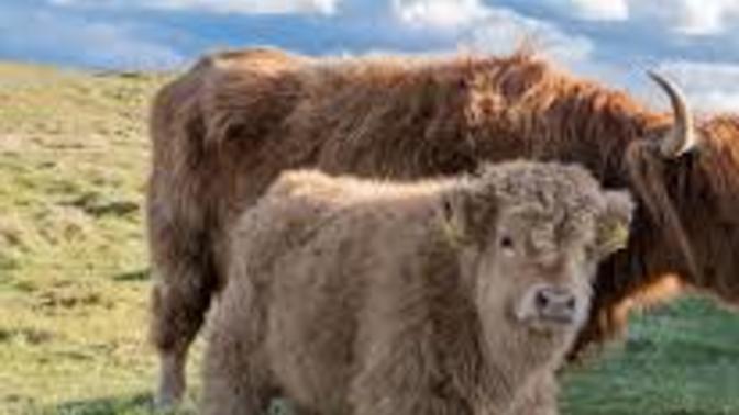 Do you think fluffy cows are adorable?