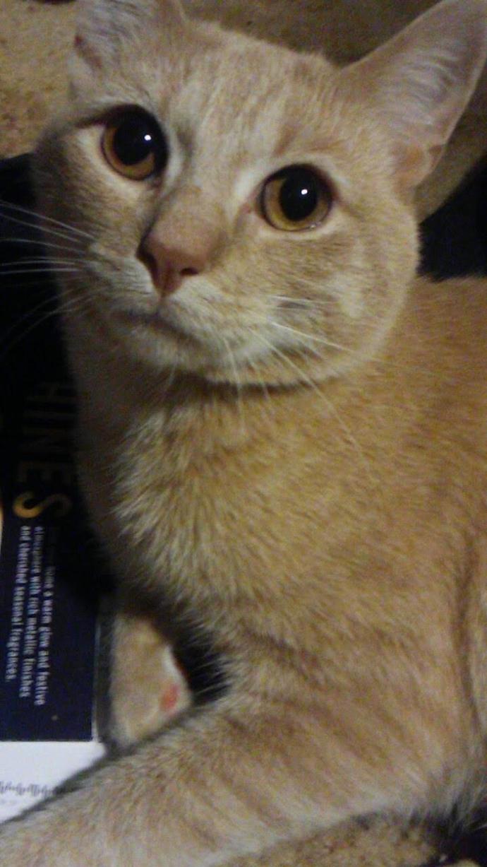 Loki, my cat who passed away 4 months ago :(