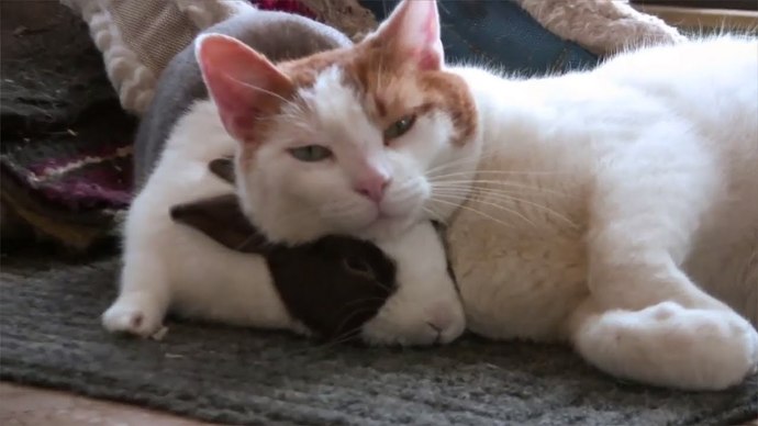 Who likes cats?