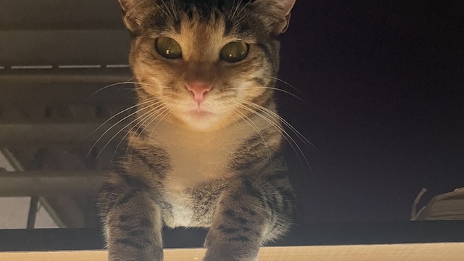 Who likes cats?