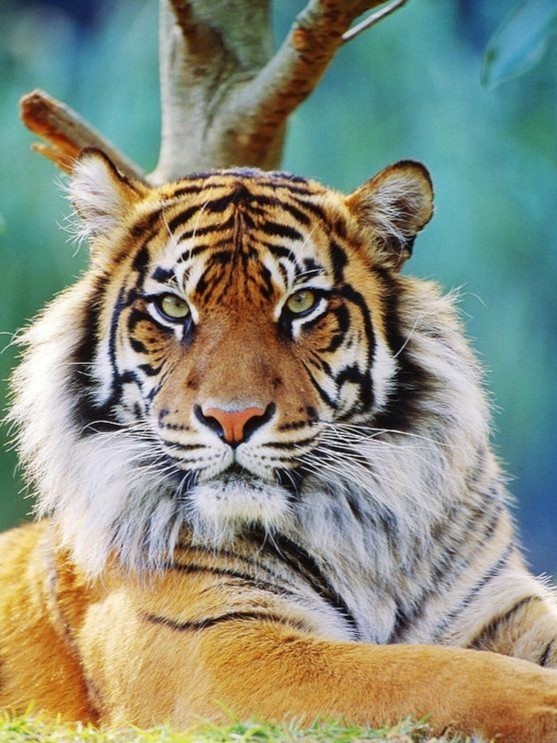 What's your country's national animal?