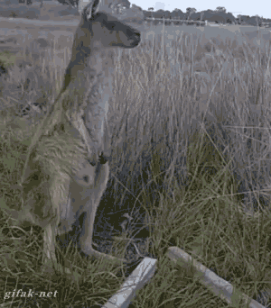 What's your country's national animal?