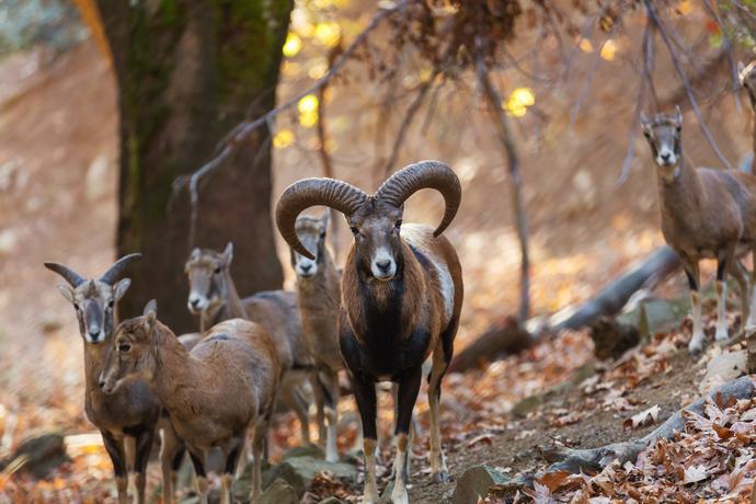 What's your country's national animal?