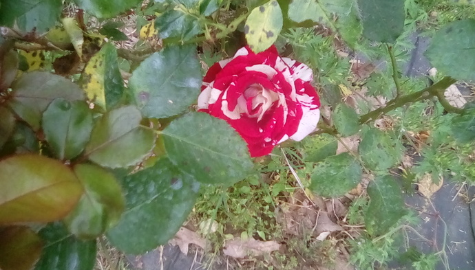 Girls, what’s your favorite flower?