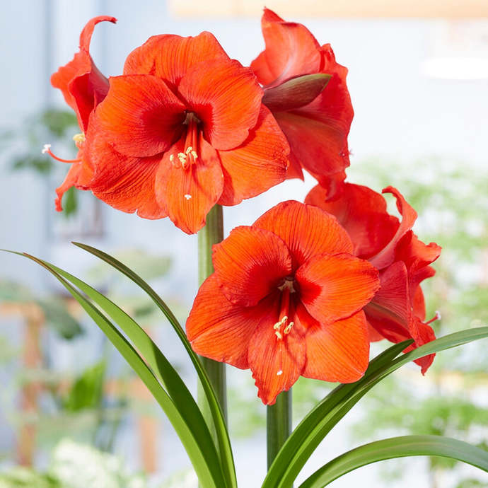 Girls, what’s your favorite flower?