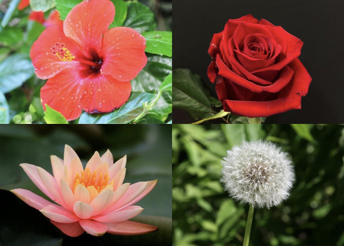 Girls, what’s your favorite flower?