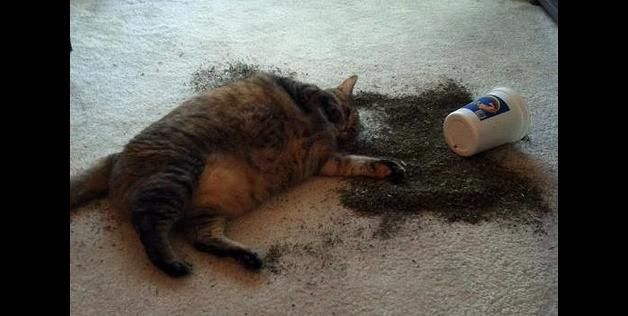 Catnip overdose!