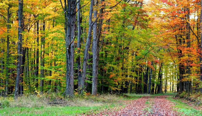 Whats your favorite kind of forest?