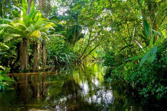 Whats your favorite kind of forest?