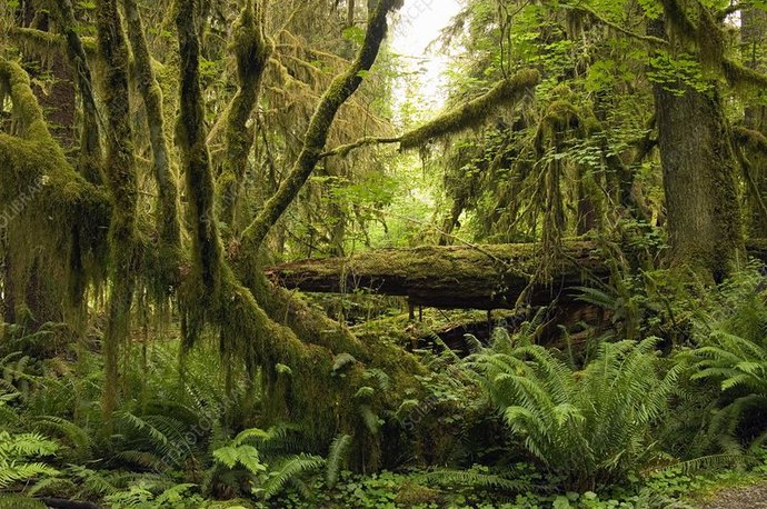 Whats your favorite kind of forest?