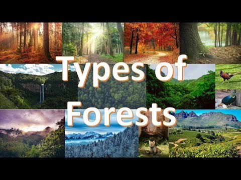Whats your favorite kind of forest?