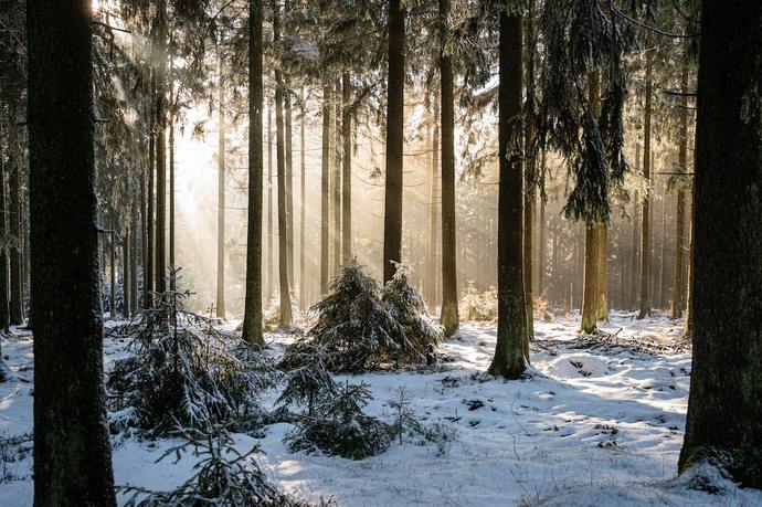 Whats your favorite kind of forest?
