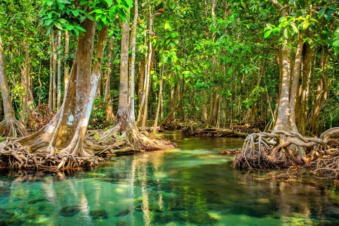 Whats your favorite kind of forest?