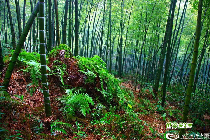 Whats your favorite kind of forest?