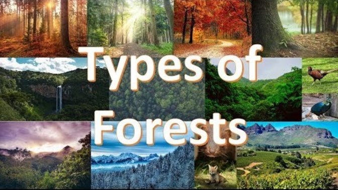 What's your favorite kind of forest?