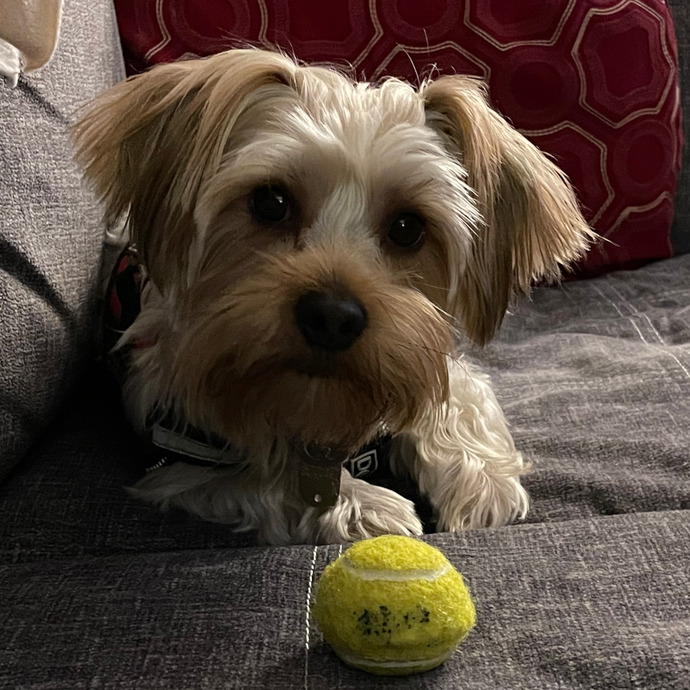 Are you close to your dog?