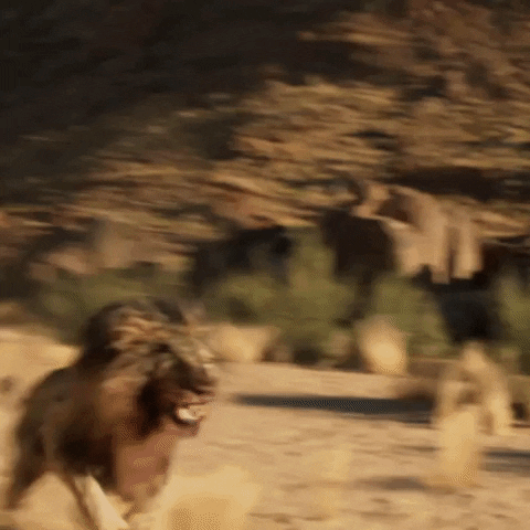 #NoSpoilers Are you going to see the Idris Elba film “Beast”?